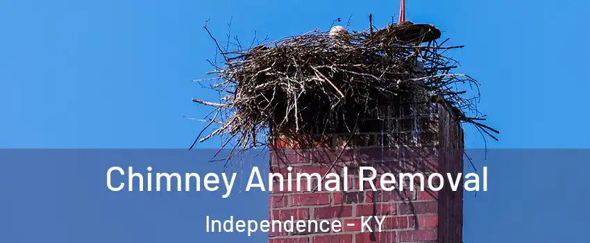  Chimney Animal Removal Independence - KY