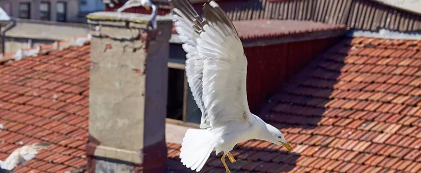 Residential Chimney Animal Removal Solution in Independence, KY