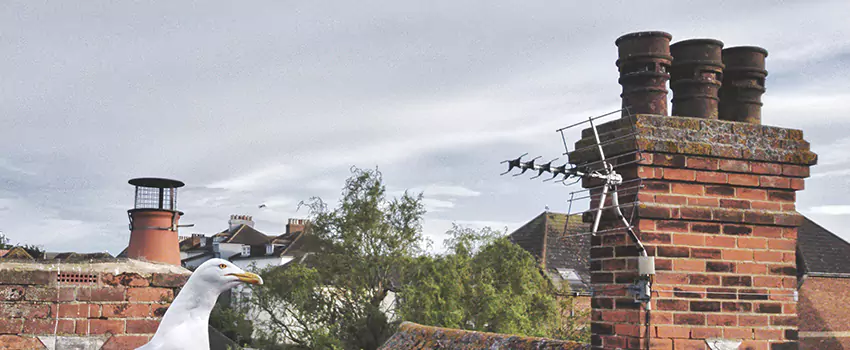 Chimney Cleaning And Restoration in Independence, Kentucky